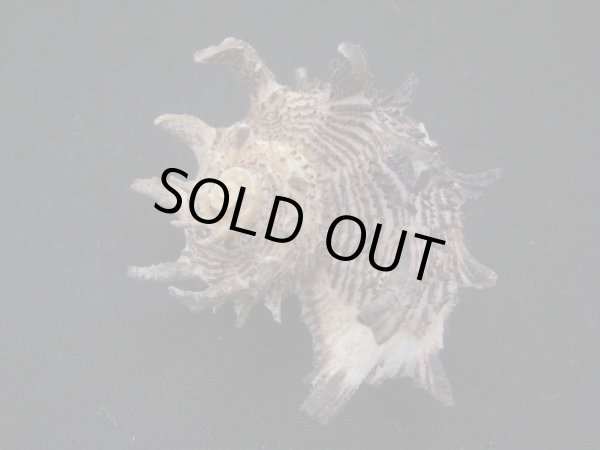 画像2: リュウキュウカタベ (2)