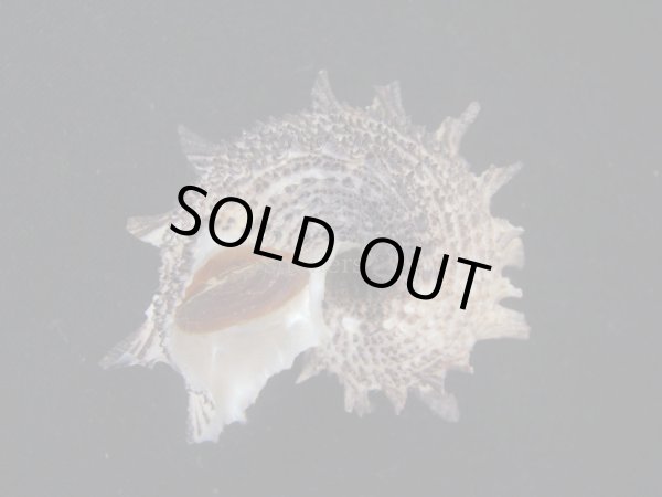 画像3: リュウキュウカタベ (3)