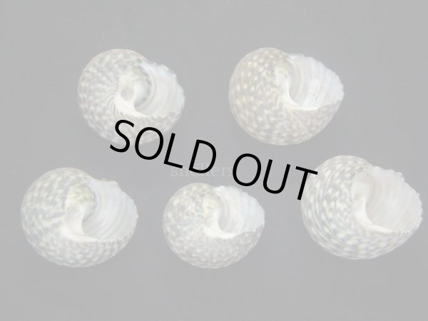 画像2: ナミガタスガイ (2)