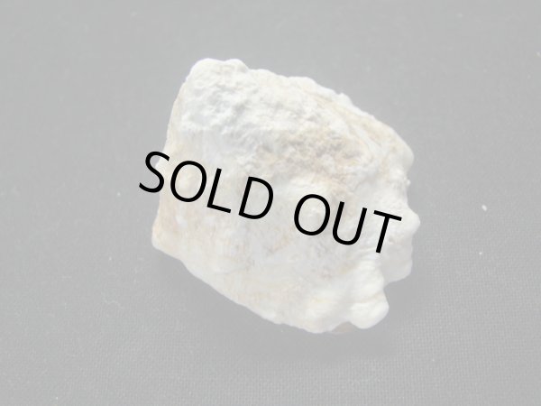 画像2: コバルトウラウズ (2)