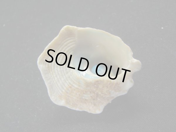 画像3: コバルトウラウズ (3)