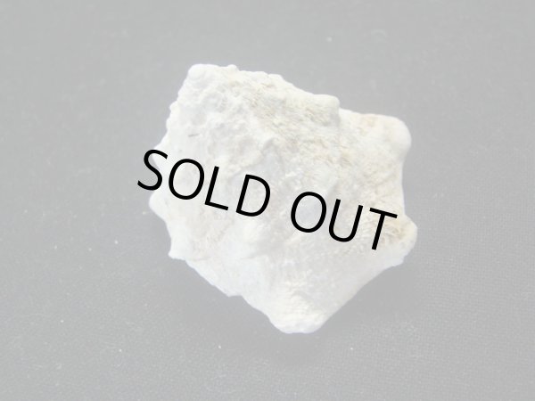 画像2: コバルトウラウズ (2)