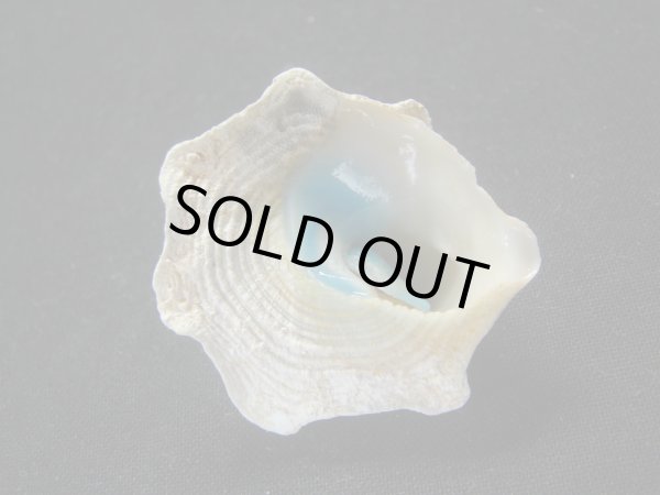 画像3: コバルトウラウズ (3)