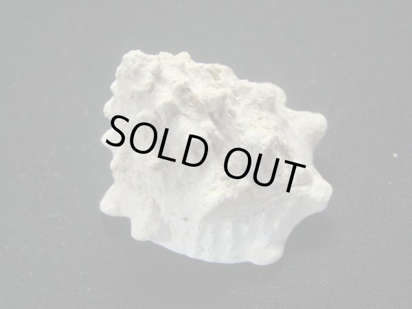 画像2: コバルトウラウズ　大 (2)