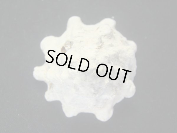 画像3: コバルトウラウズ　大 (3)