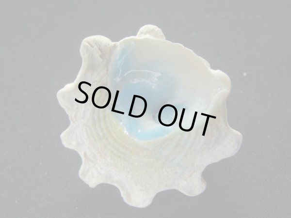 画像4: コバルトウラウズ　大 (4)