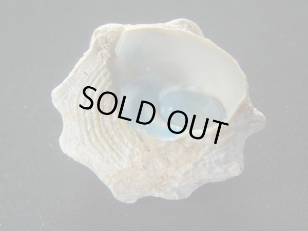 画像3: コバルトウラウズ　特大　特老成　濃色 (3)