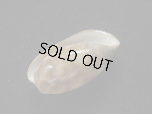 画像3: ベッコウナツメ (3)