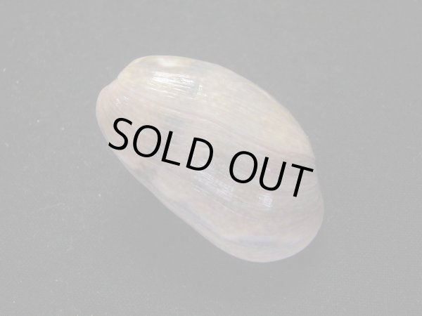 画像2: ベッコウナツメ (2)