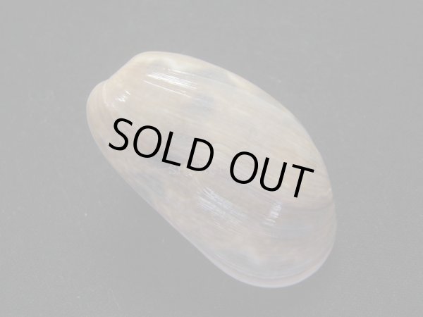 画像2: ベッコウナツメ (2)