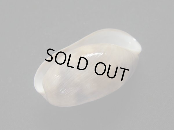 画像3: ベッコウナツメ (3)