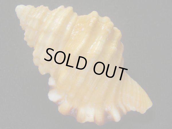 画像2: カコボラ (2)