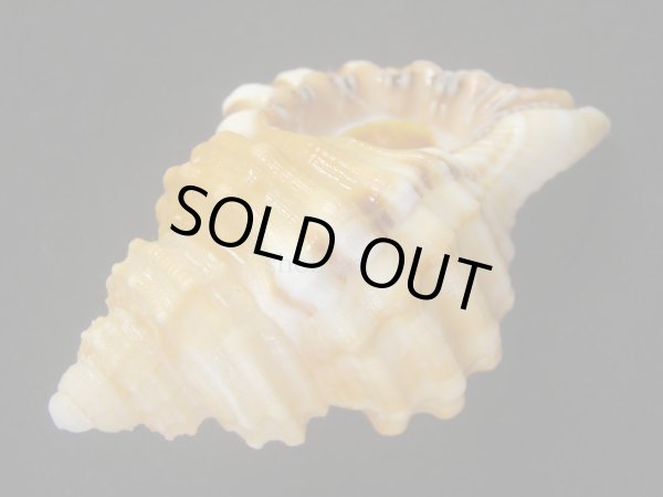 画像3: カコボラ (3)