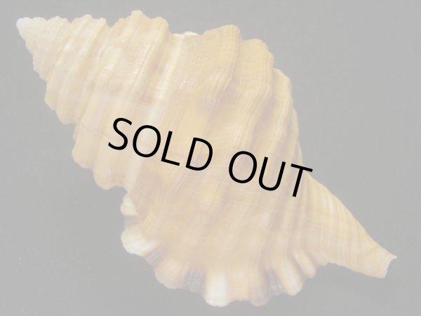 画像2: カコボラ (2)