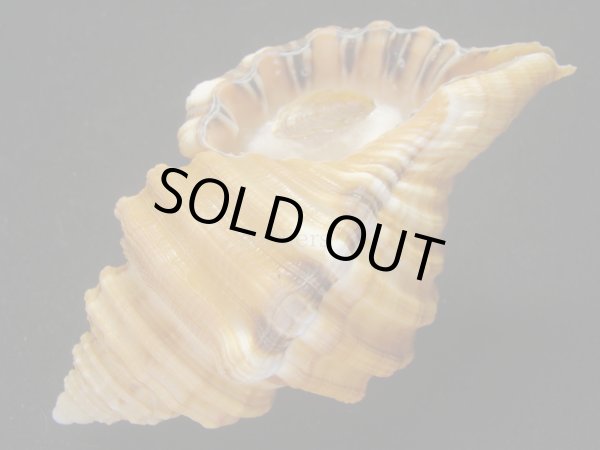 画像3: カコボラ (3)