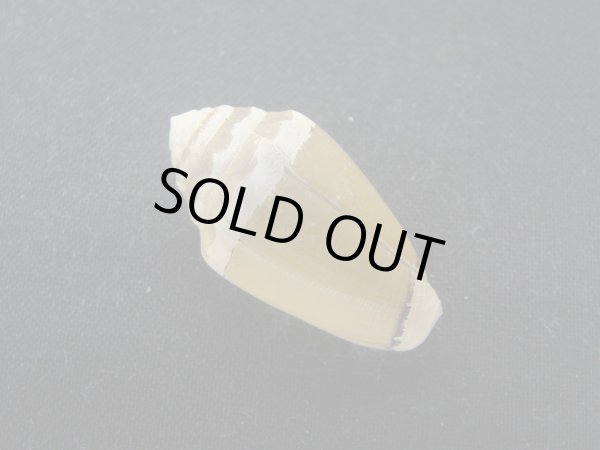 画像2: カスガイモ　大　濃色 (2)