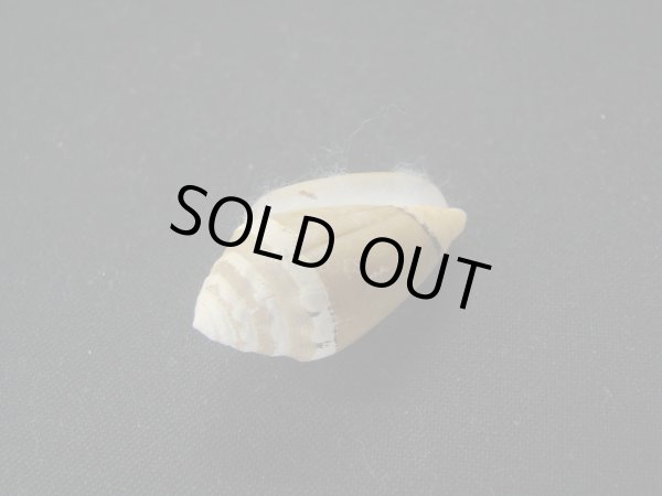 画像3: カスガイモ　大　濃色 (3)