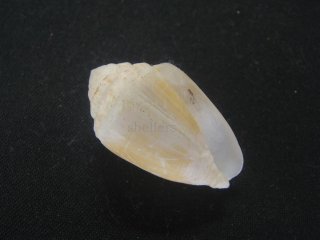 イモガイ類 - Kaiショップ