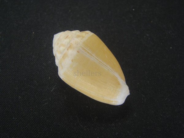 画像2: カスガイモ　大　特老成 (2)