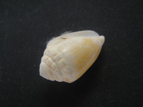 画像3: カスガイモ　大　特老成 (3)