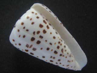 激レア　美品　ミッドウェー島産　ハワイヨモスガライモガイ 激レア 美品 ミッドウェー島産 ハワイヨモスガライモガイ - メルカリ
