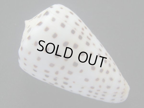 画像2: クロザメガイモドキ(クロフチマツ)　大　老成 (2)