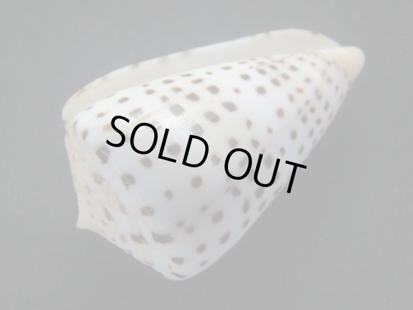 画像3: クロザメガイモドキ(クロフチマツ)　大　老成 (3)