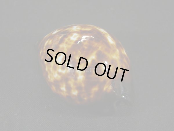 画像2: ベッコウダカラ (2)