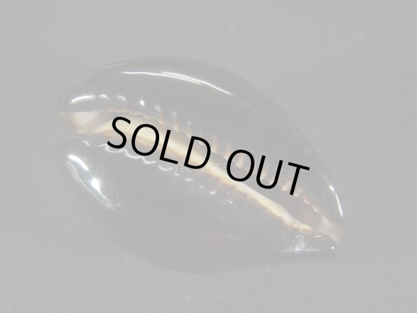 画像3: ベッコウダカラ (3)