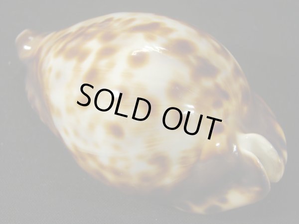 画像2: クロガネダカラ バッセルトンブルー (2)