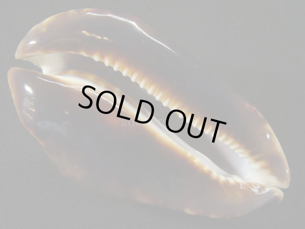 画像3: クロガネダカラ バッセルトンブルー (3)