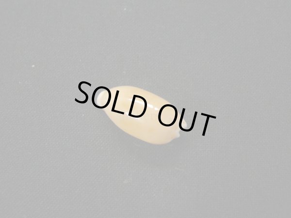 画像2: ソバカスダカラ (2)