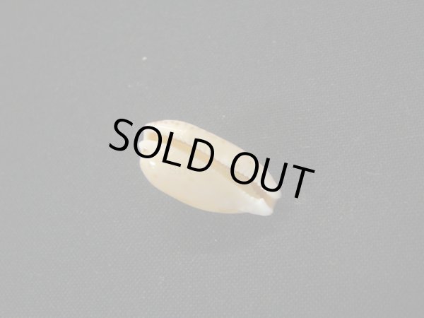 画像3: ソバカスダカラ (3)