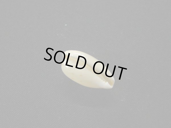 画像3: ソバカスダカラ　ユニークカラー (3)