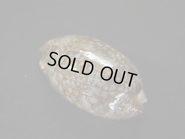 画像2: ホソヤクシマダカラ (2)