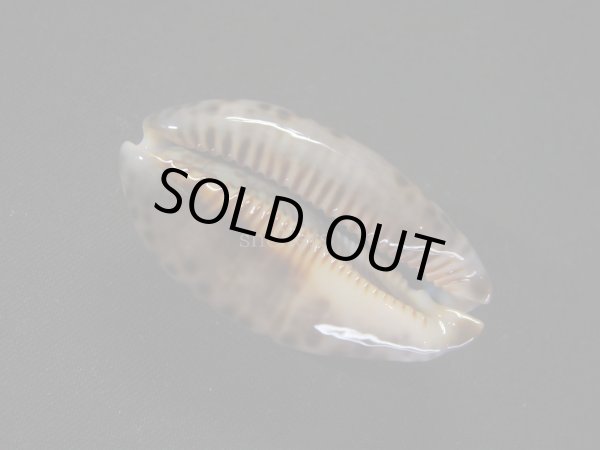 画像3: ホソヤクシマダカラ (3)