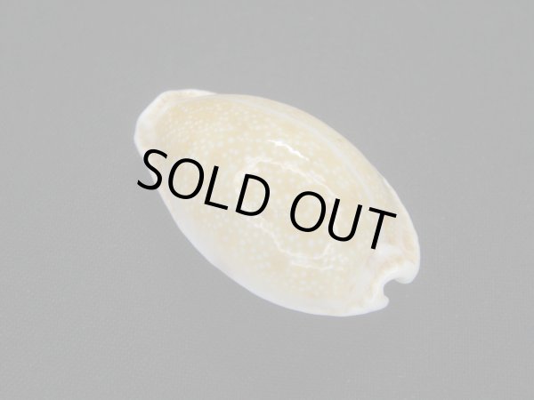 画像2: ゴウシュウツギノコモンダカラ (2)