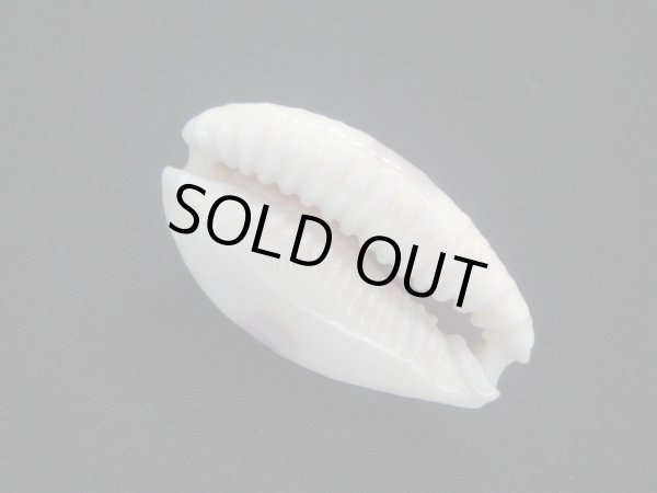 画像3: ゴウシュウツギノコモンダカラ (3)