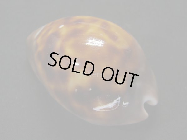 画像2: ソレントメンコイダカラ (2)