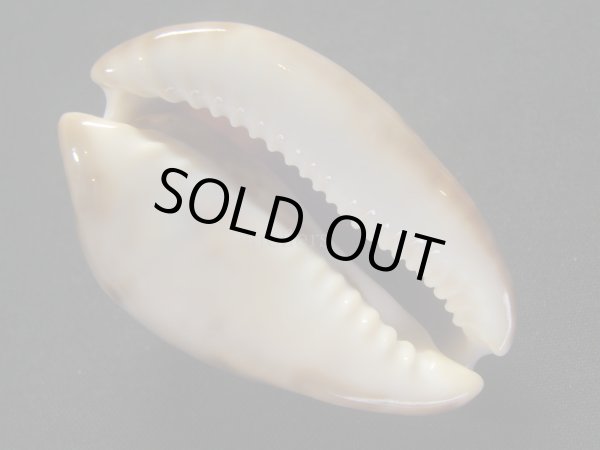 画像3: ソレントメンコイダカラ (3)