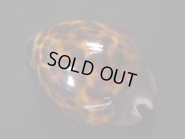 画像2: ソレントメンコイダカラ　ベンガルパターン (2)