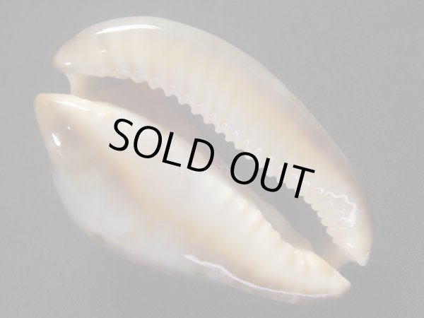 画像3: ソレントメンコイダカラ　ベンガルパターン (3)