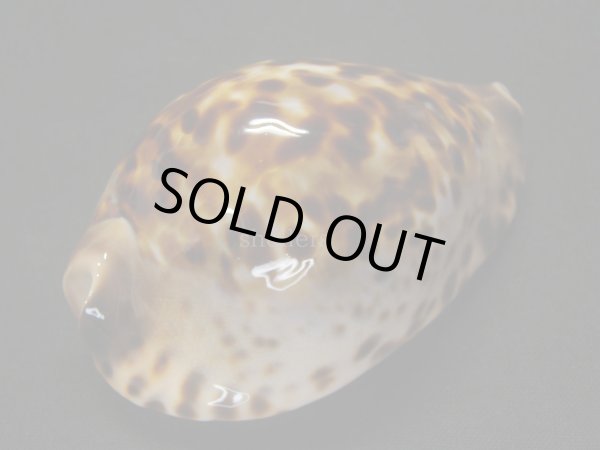 画像3: コガタケイトダカラ (3)