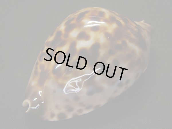 画像4: コガタケイトダカラ (4)