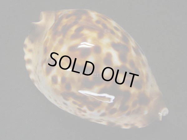 画像5: コガタケイトダカラ (5)