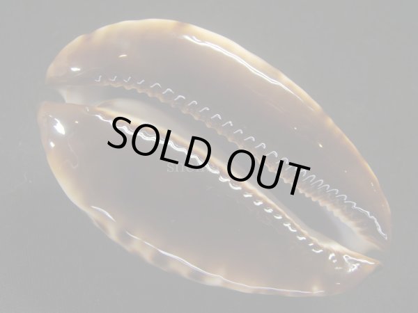 画像6: コガタケイトダカラ (6)