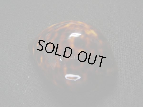 画像2: ベッコウダカラ　濃色 (2)