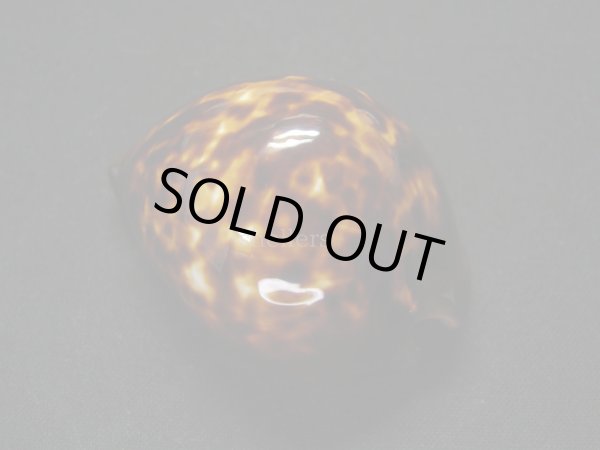 画像2: ベッコウダカラ (2)