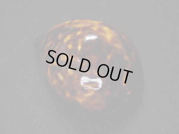 画像2: ベッコウダカラ　大 (2)