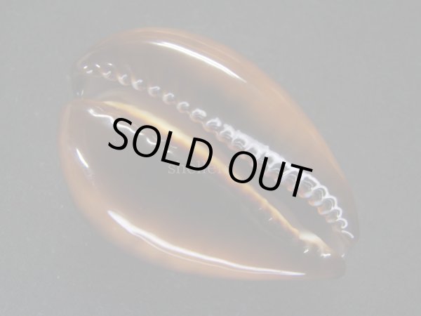 画像3: ベッコウダカラ　大 (3)